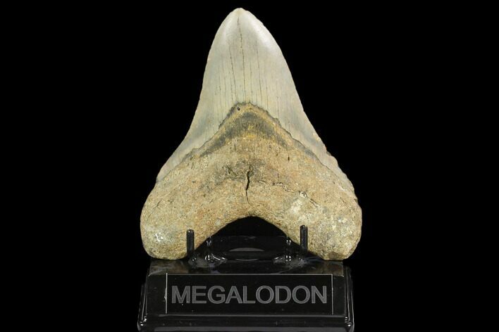 Fossil Megalodon Tooth - North Carolina #124970